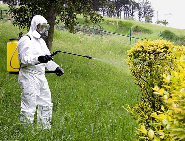 Tratamiento fitosanitario en un jardín