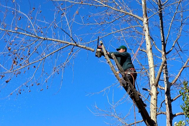 Operario podando un árbol en altura